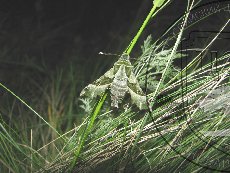 Прозерпина 001